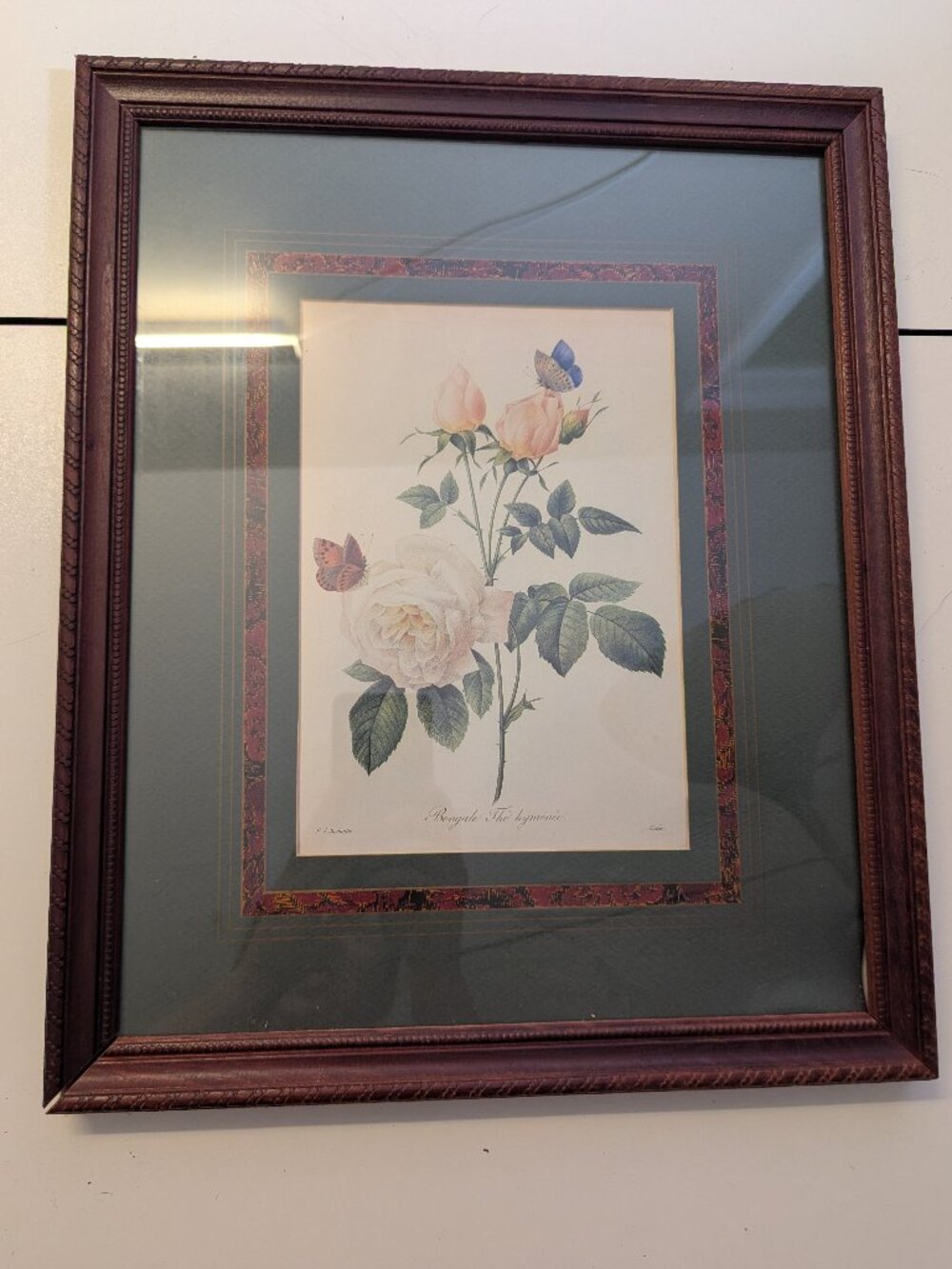 P. J. Redoute Framed Botanical Illustration Print "Bengale The Hymenee"